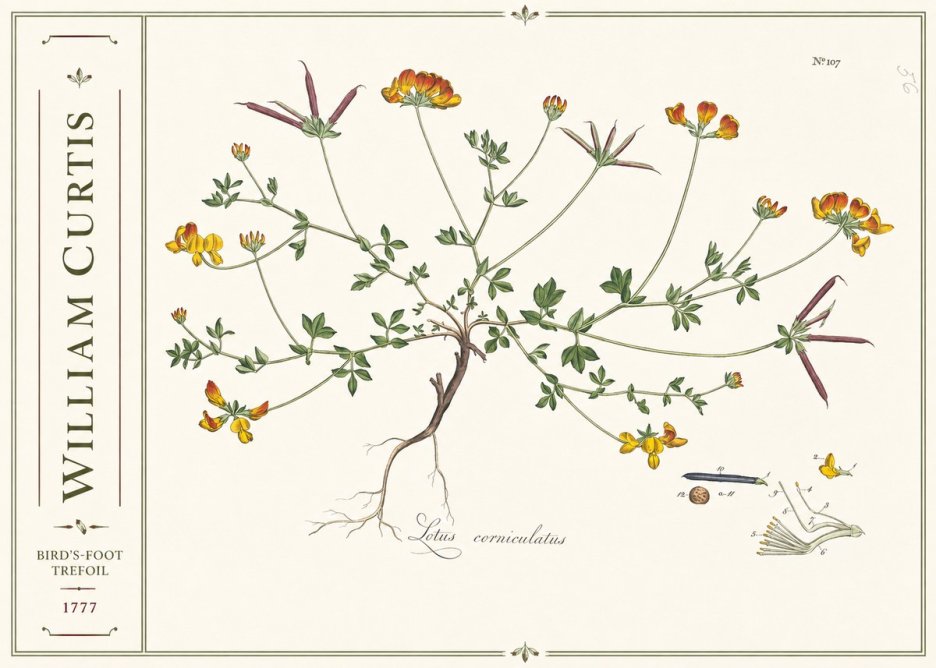 William Curtis Bird's-foot Trefoil No2 - Affiche