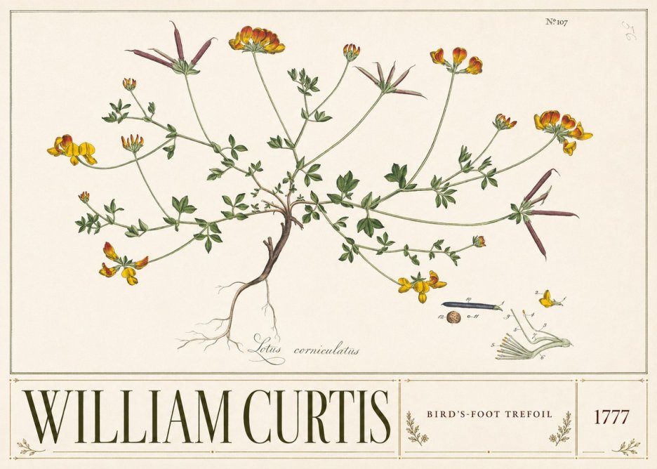 William Curtis Bird's-foot Trefoil No3 - Affiche