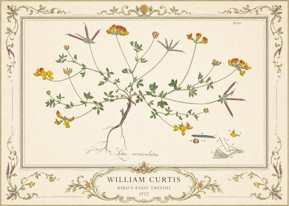 William Curtis Bird's-foot Trefoil No4 - Affiche