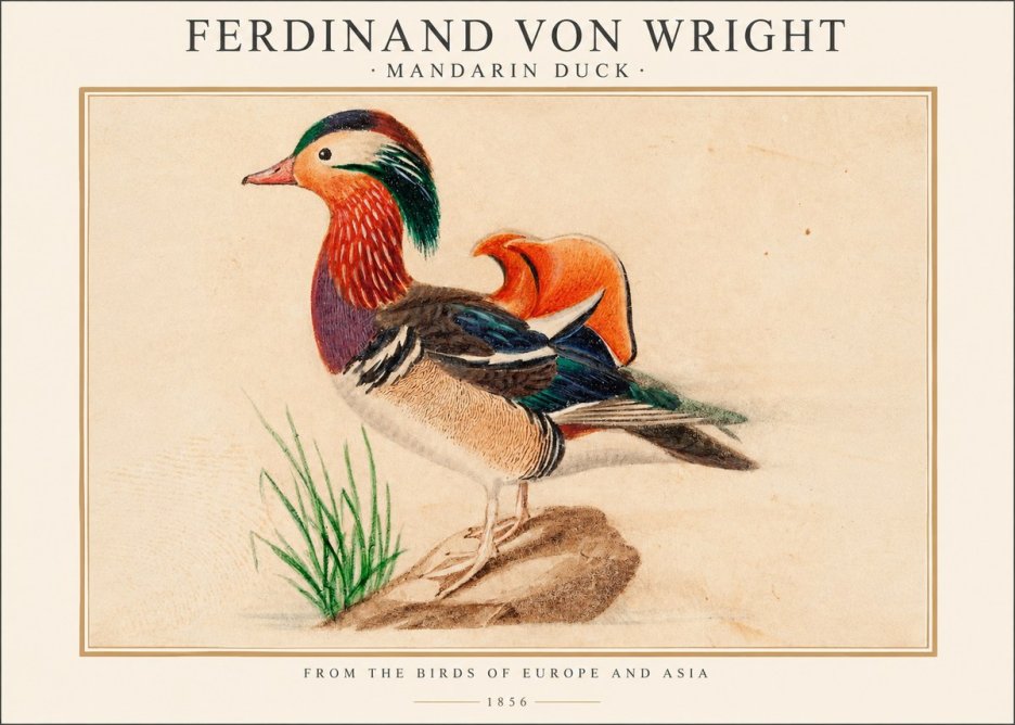 Ferdinand von Wright Mandarin Duck No1 - Affiche
