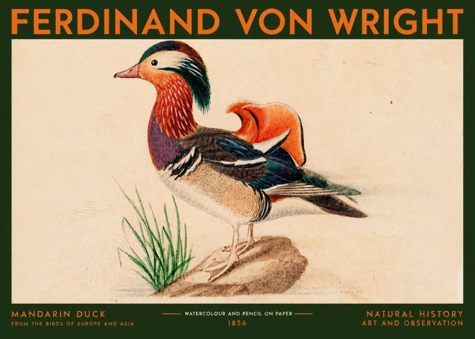Ferdinand von Wright Mandarin Duck No2 - Affiche