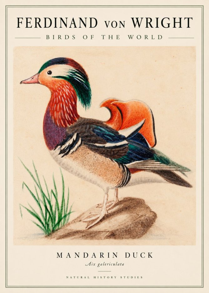 Ferdinand von Wright Mandarin Duck No3 - Affiche