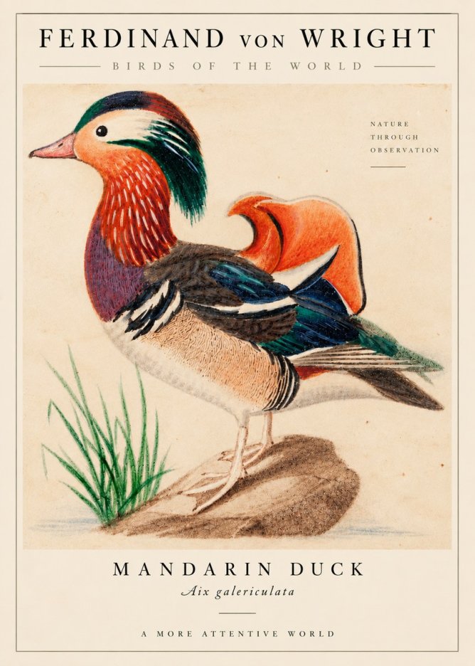 Ferdinand von Wright Mandarin Duck No6 - Affiche
