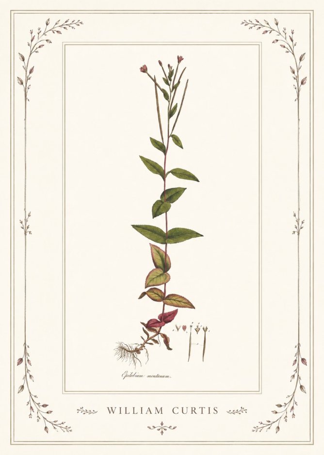 William Curtis Epilobium Montanum. No1 - Affiche