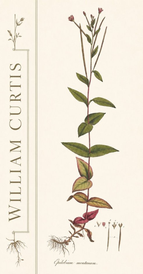 William Curtis Epilobium Montanum. No2 - Affiche