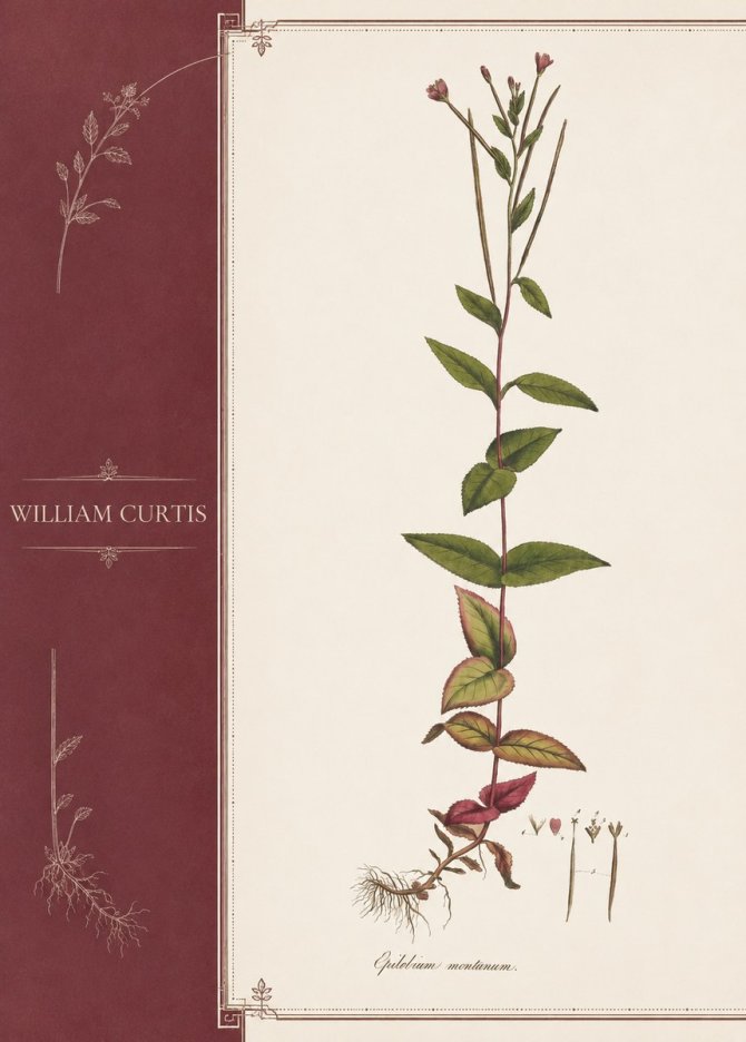 William Curtis Epilobium Montanum. No3 - Affiche