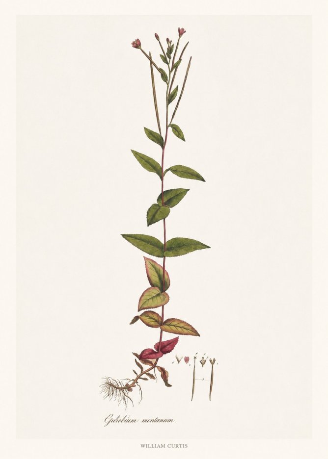 William Curtis Epilobium Montanum. No6 - Affiche