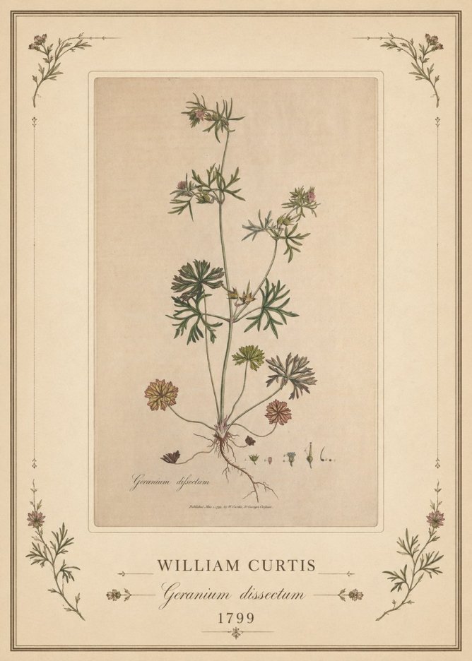 William Curtis Geranium Dissectum II No1 - Affiche