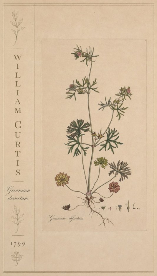 William Curtis Geranium Dissectum II No2 - Affiche