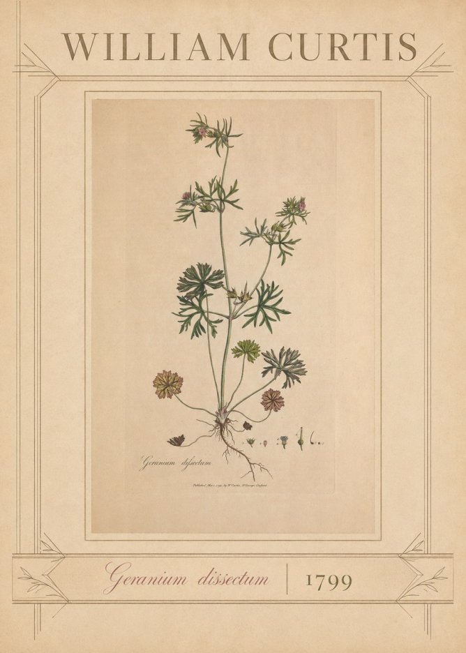 William Curtis Geranium Dissectum II No3 - Affiche