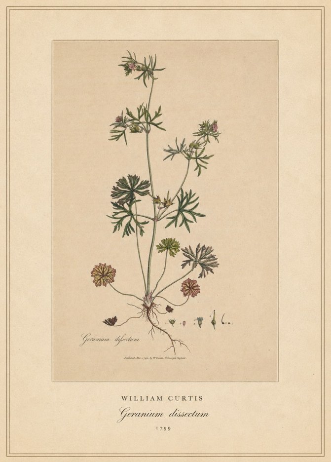 William Curtis Geranium Dissectum II No4 - Affiche