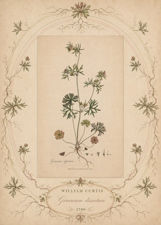 William Curtis Geranium Dissectum II No5 - Affiche