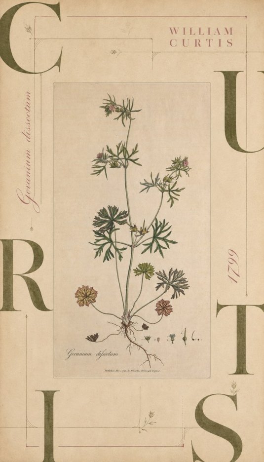 William Curtis Geranium Dissectum II No6 - Affiche
