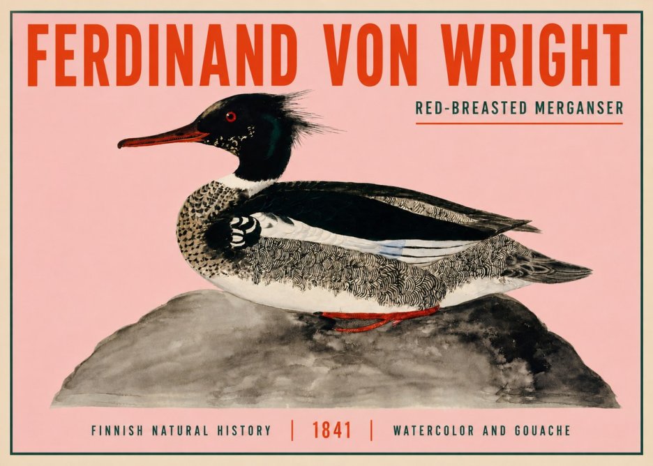 Ferdinand von Wright Red-breasted Merganser No3 - Affiche