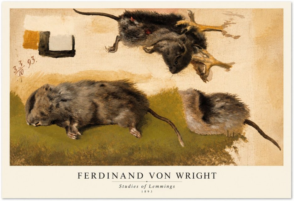 Ferdinand von Wright Studies of Lemmings No1 - Affiche
