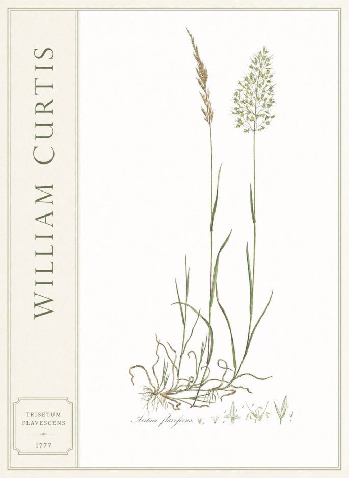 William Curtis Trisetum Flavescens III No2 - Affiche