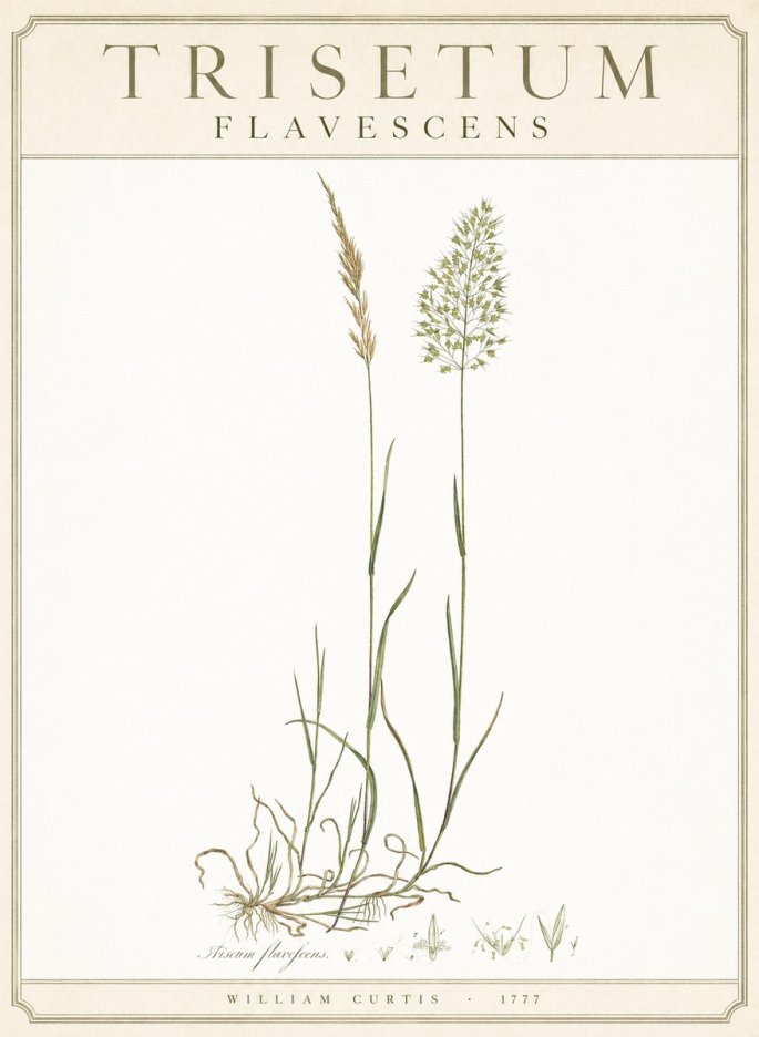 William Curtis Trisetum Flavescens III No3 - Affiche