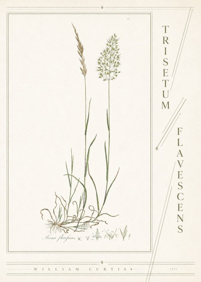 William Curtis Trisetum Flavescens III No4 - Affiche