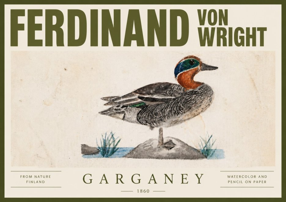 Ferdinand von Wright Garganey No4 - Affiche