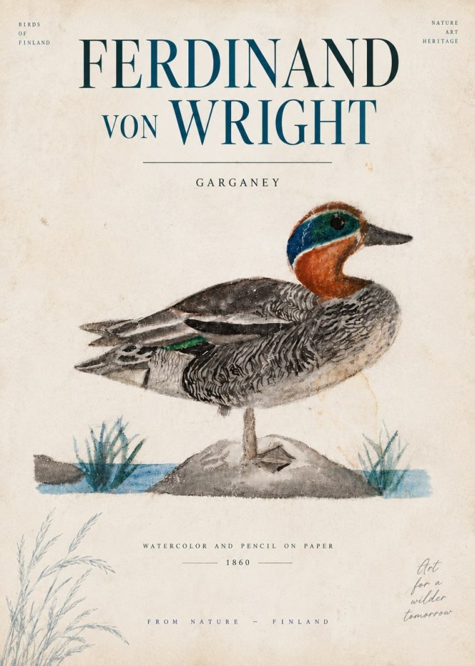 Ferdinand von Wright Garganey No6 - Affiche