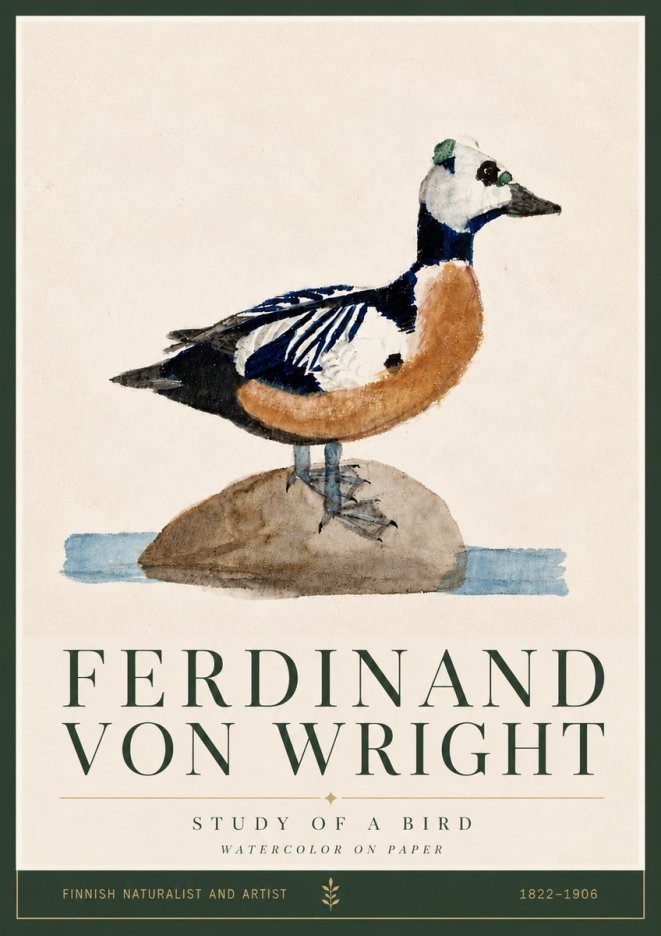 Ferdinand von Wright Study of a Bird No5 - Affiche