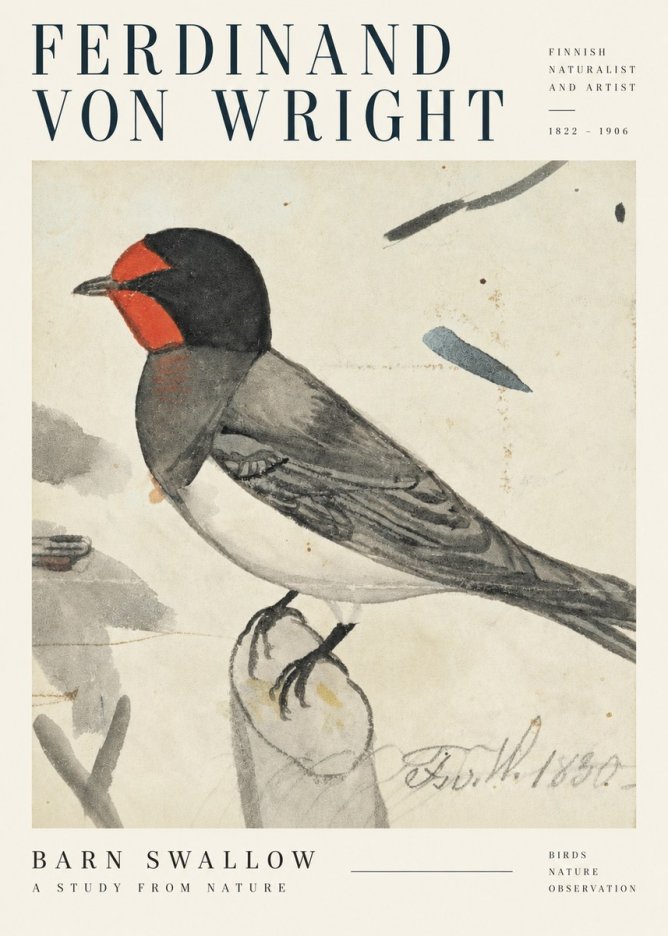 Ferdinand von Wright The Swallow No5 - Affiche