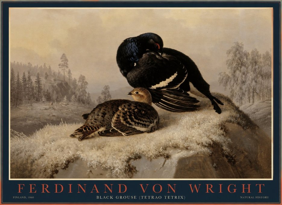 Ferdinand von Wright Black Grouse (Tetrao Tetrix) No1 - Affiche