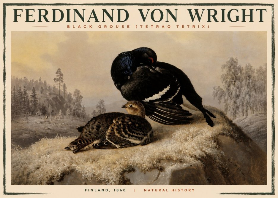 Ferdinand von Wright Black Grouse (Tetrao Tetrix) No2 - Affiche