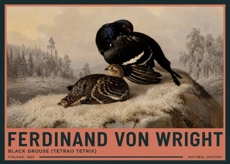 Ferdinand von Wright Black Grouse (Tetrao Tetrix) No3 - Affiche