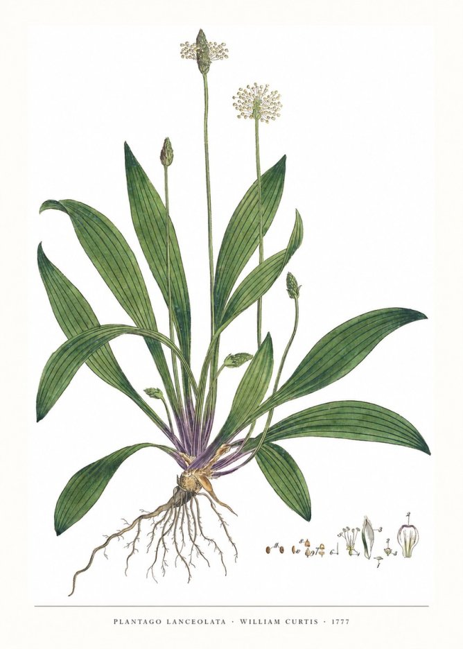 William Curtis Plantago Lanceolata IV No6 - Affiche