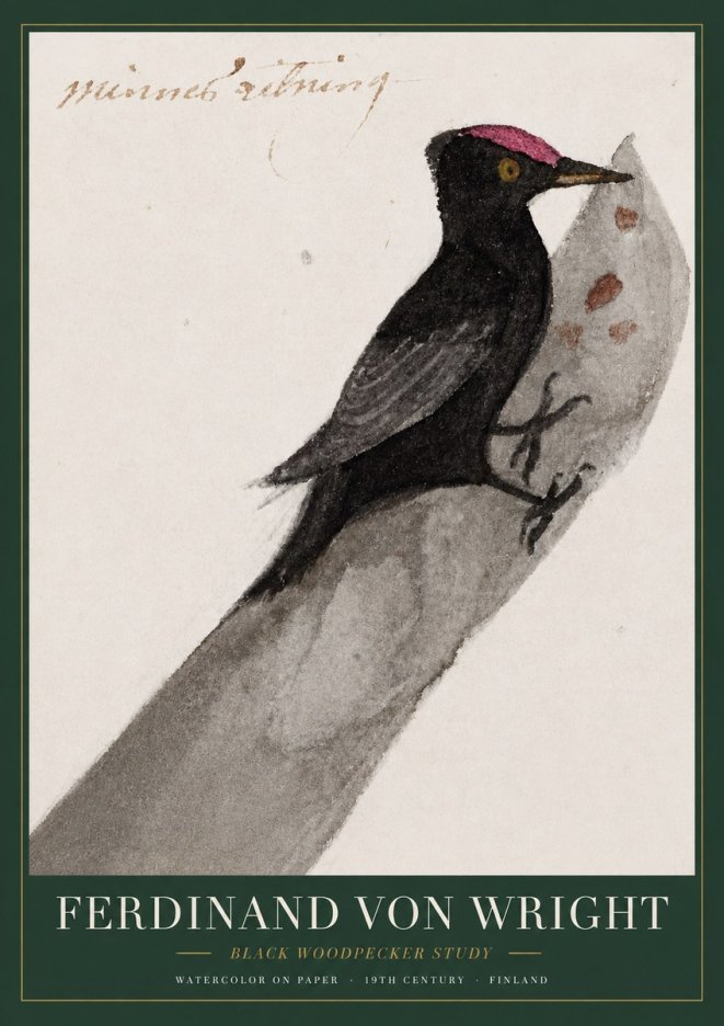 Ferdinand von Wright Black Woodpecker Study No3 - Affiche