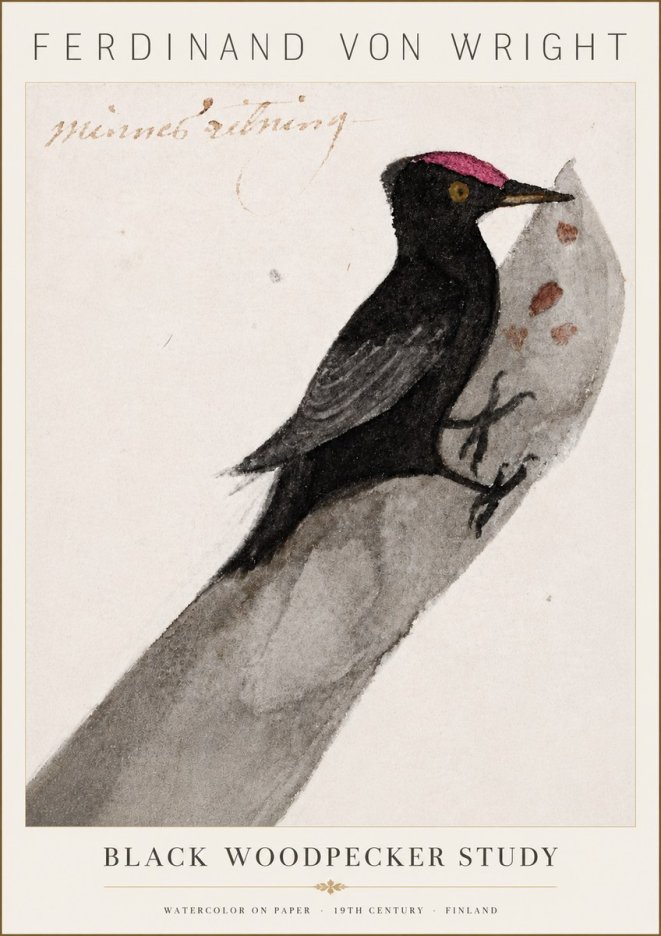 Ferdinand von Wright Black Woodpecker Study No6 - Affiche