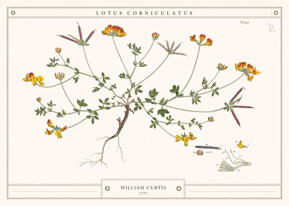 William Curtis Lotus Corniculatus III No4 - Affiche