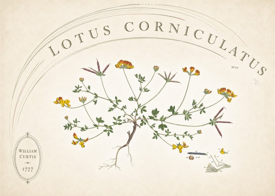 William Curtis Lotus Corniculatus III No6 - Affiche