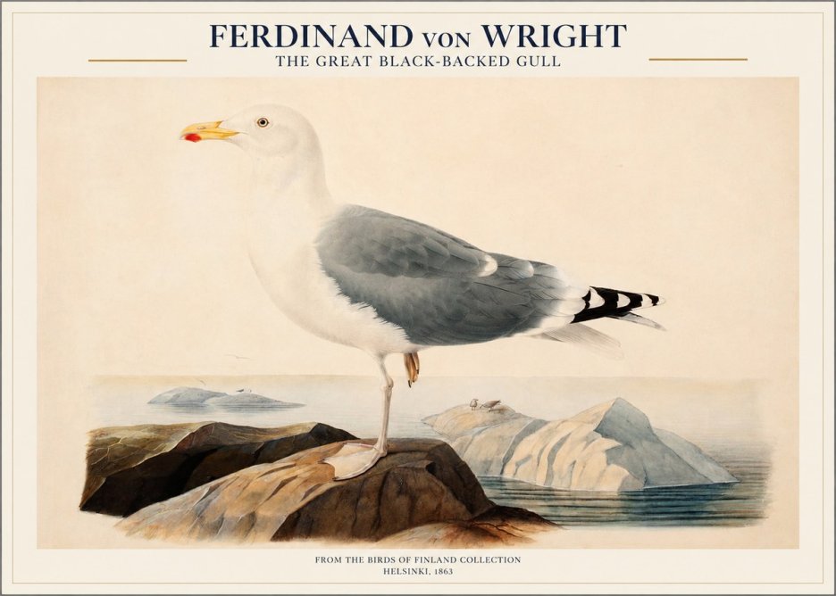 Ferdinand von Wright The Great Black-backed Gull No1 - Affiche