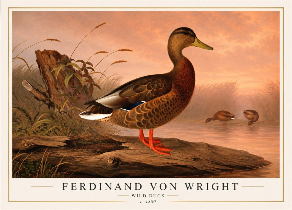 Ferdinand von Wright Wild Duck No1 - Affiche