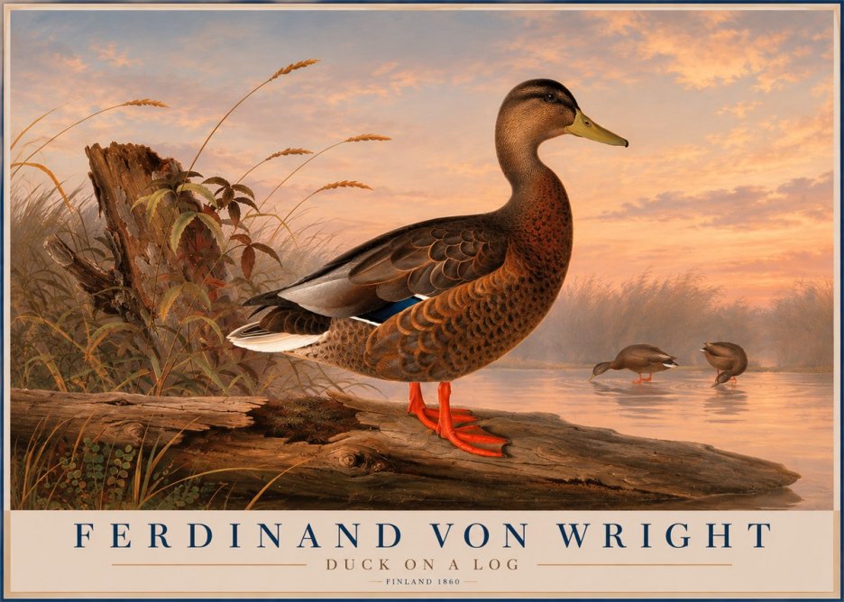 Ferdinand von Wright Wild Duck No6 - Affiche