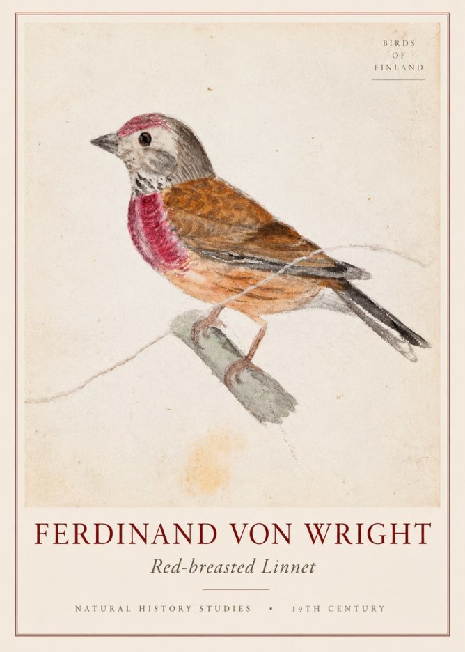 Ferdinand von Wright Bird Study No3 - Affiche
