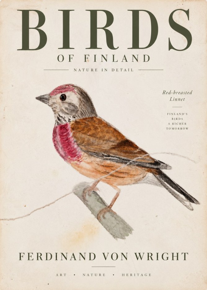 Ferdinand von Wright Bird Study No4 - Affiche