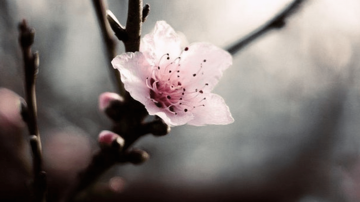 Blossom Veil