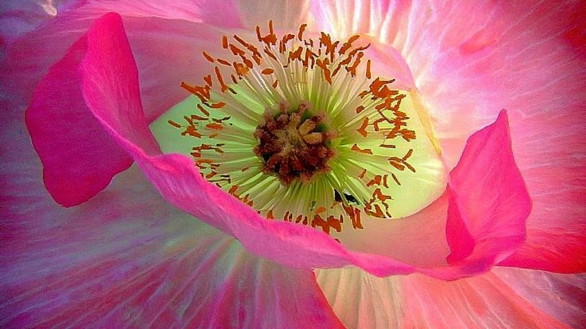 Fuchsia Explosion