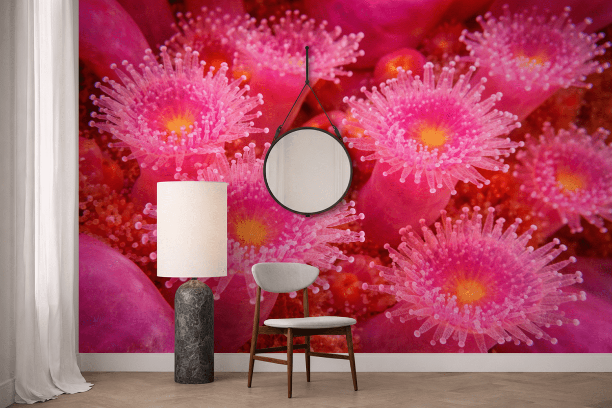 Halo Coral Blooms