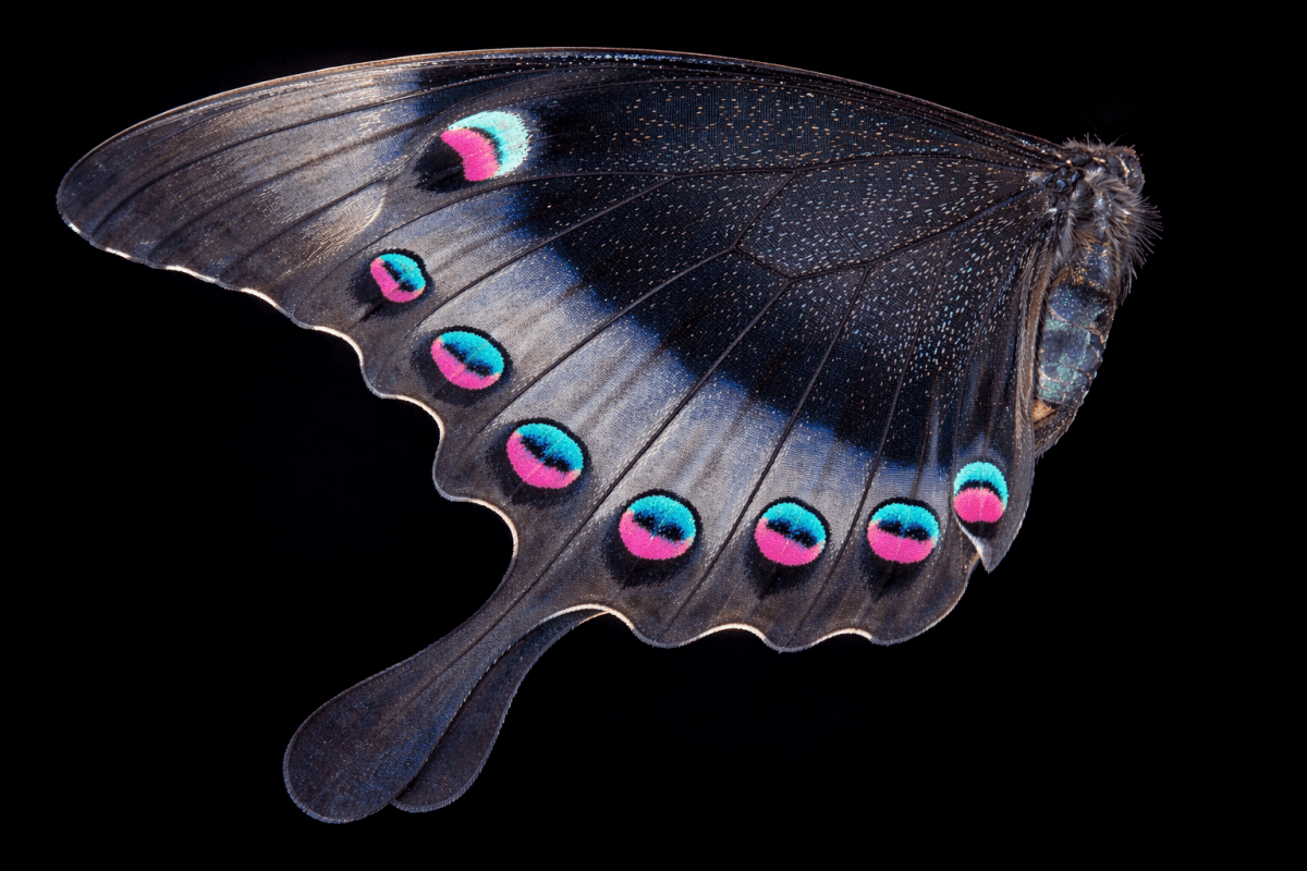 Wisping Feather