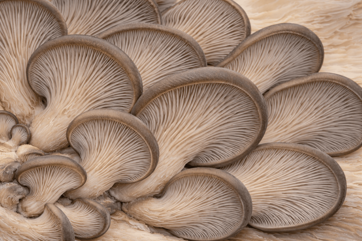 Mushroom Whisper