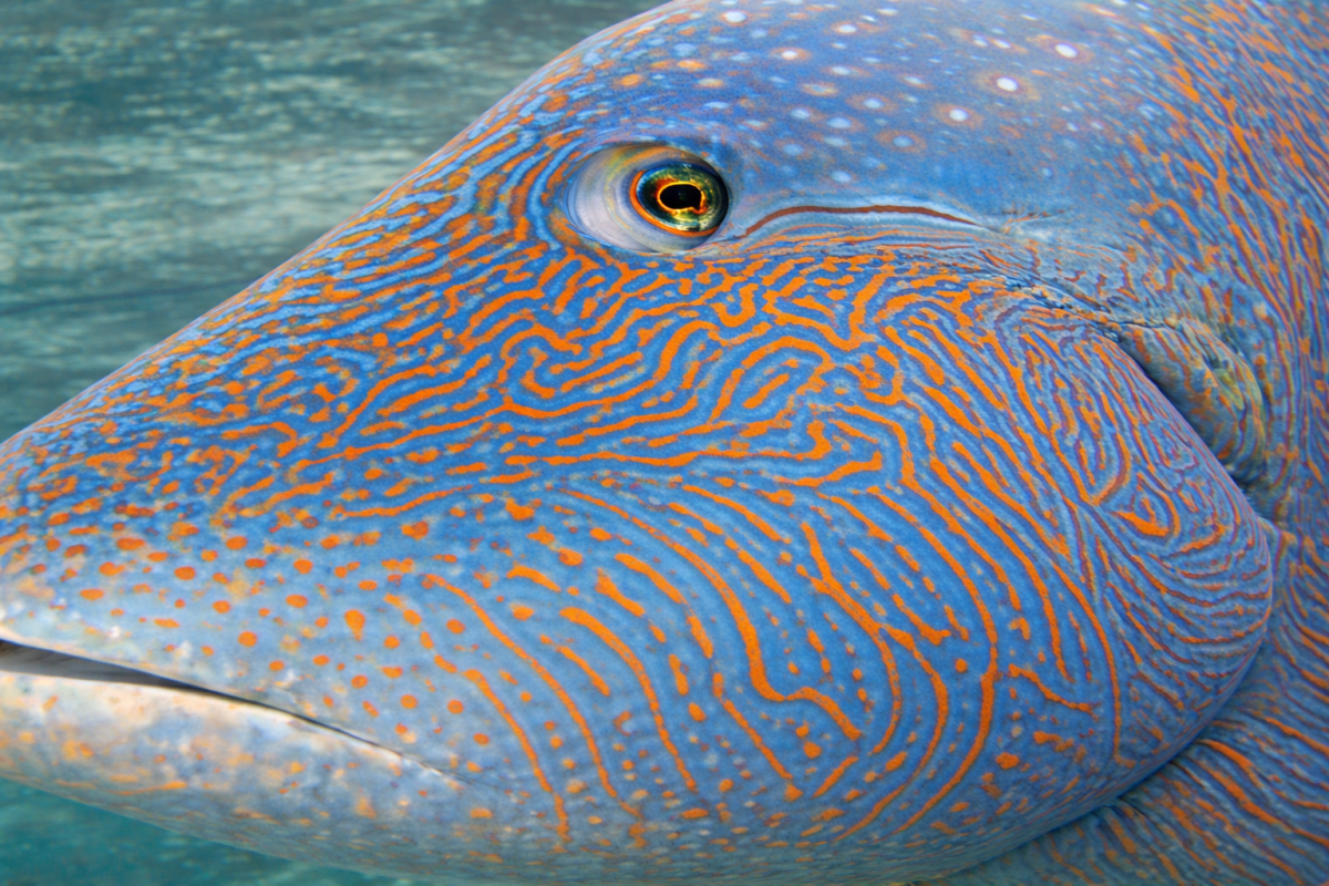Dune Patterns