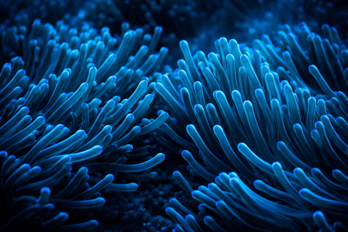 Fjord Anemone Field