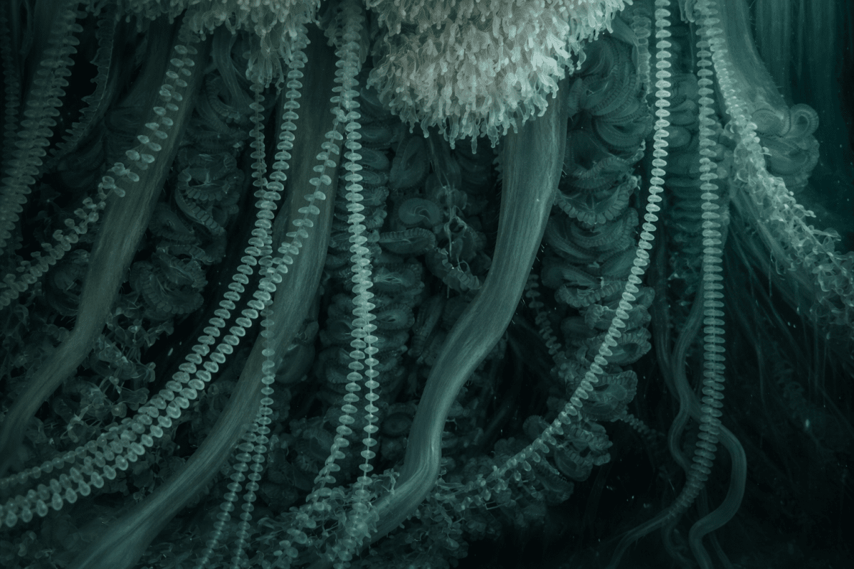 Tide S Whisper