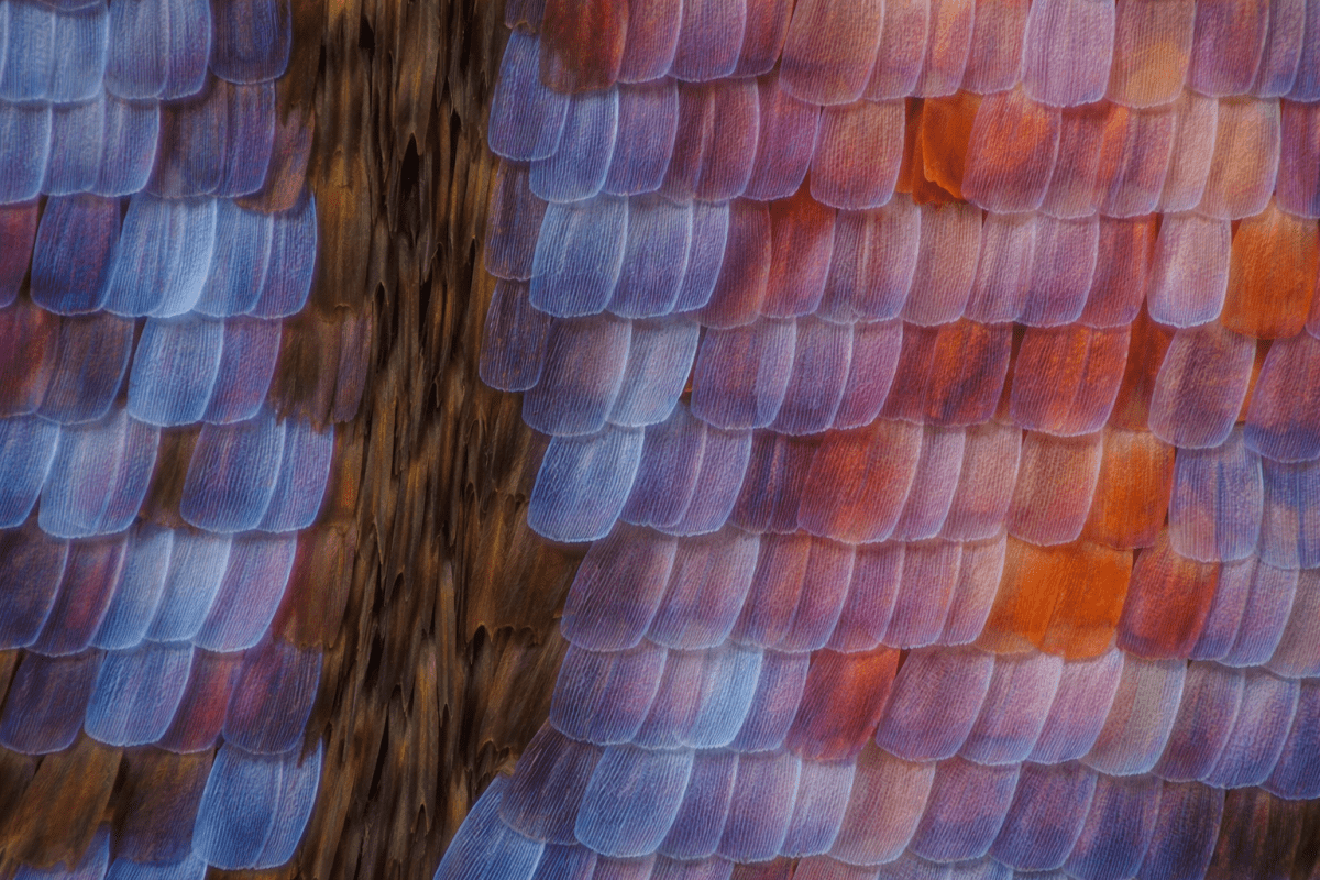 Iridescent Scales