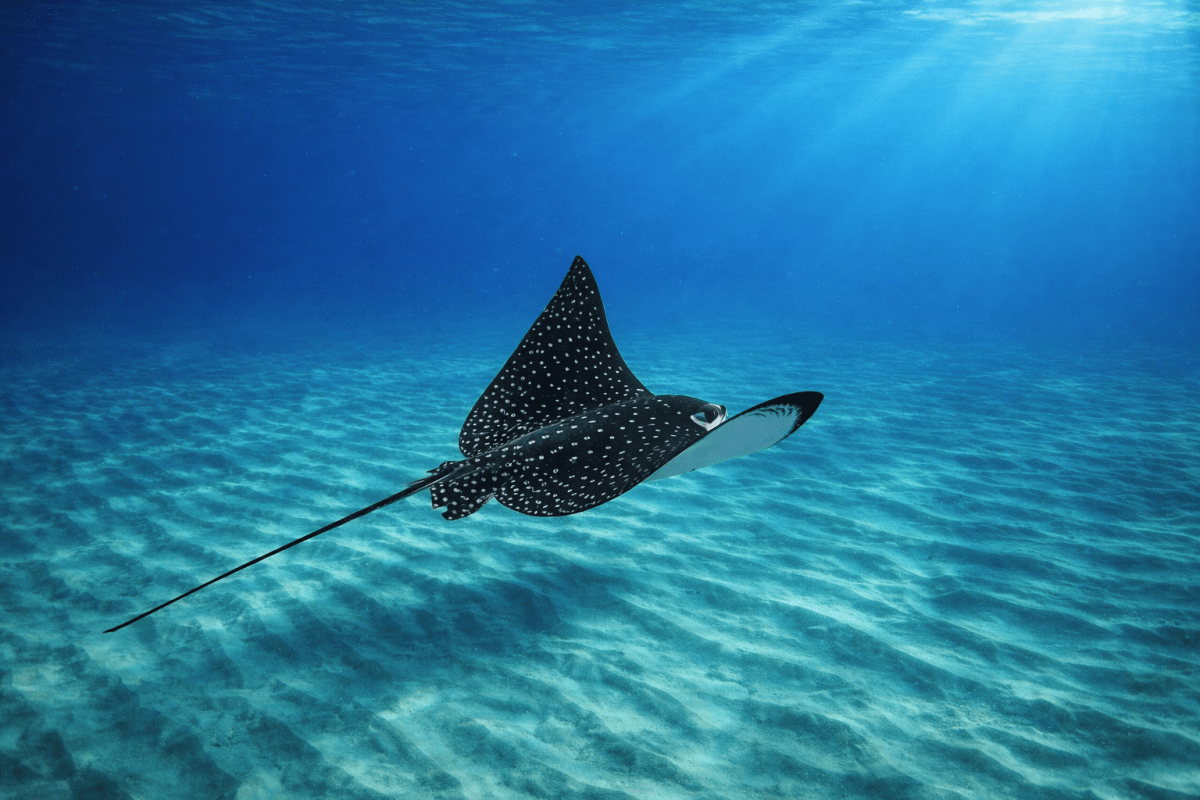 Deep Water Ray