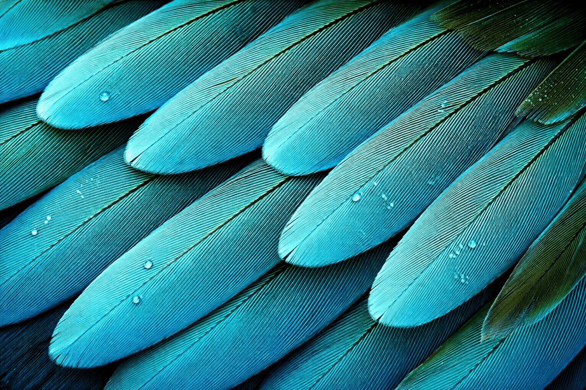 Tropical Plumage